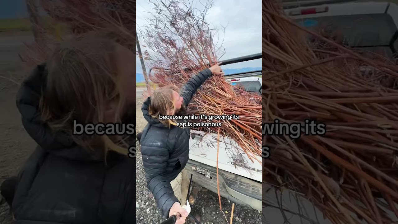 Harvesting Native wild Hemp (Dogbane) along the railroad tracks #hemp #wildtending #nativeplants