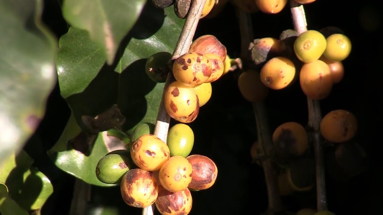 Coffee Essentials &ndash; Impact of coffee rust on global production