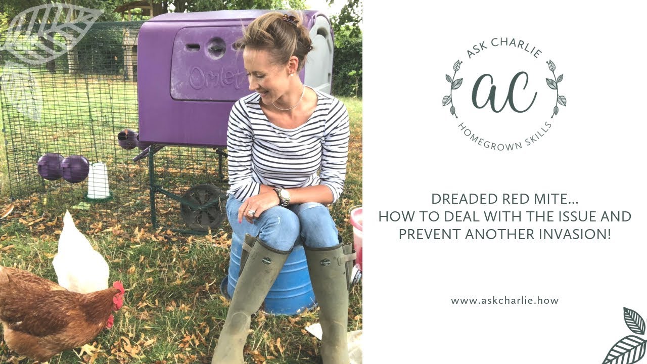 Ask Charlie - Dreaded red mite...how to deal with them & prevent another invasion!