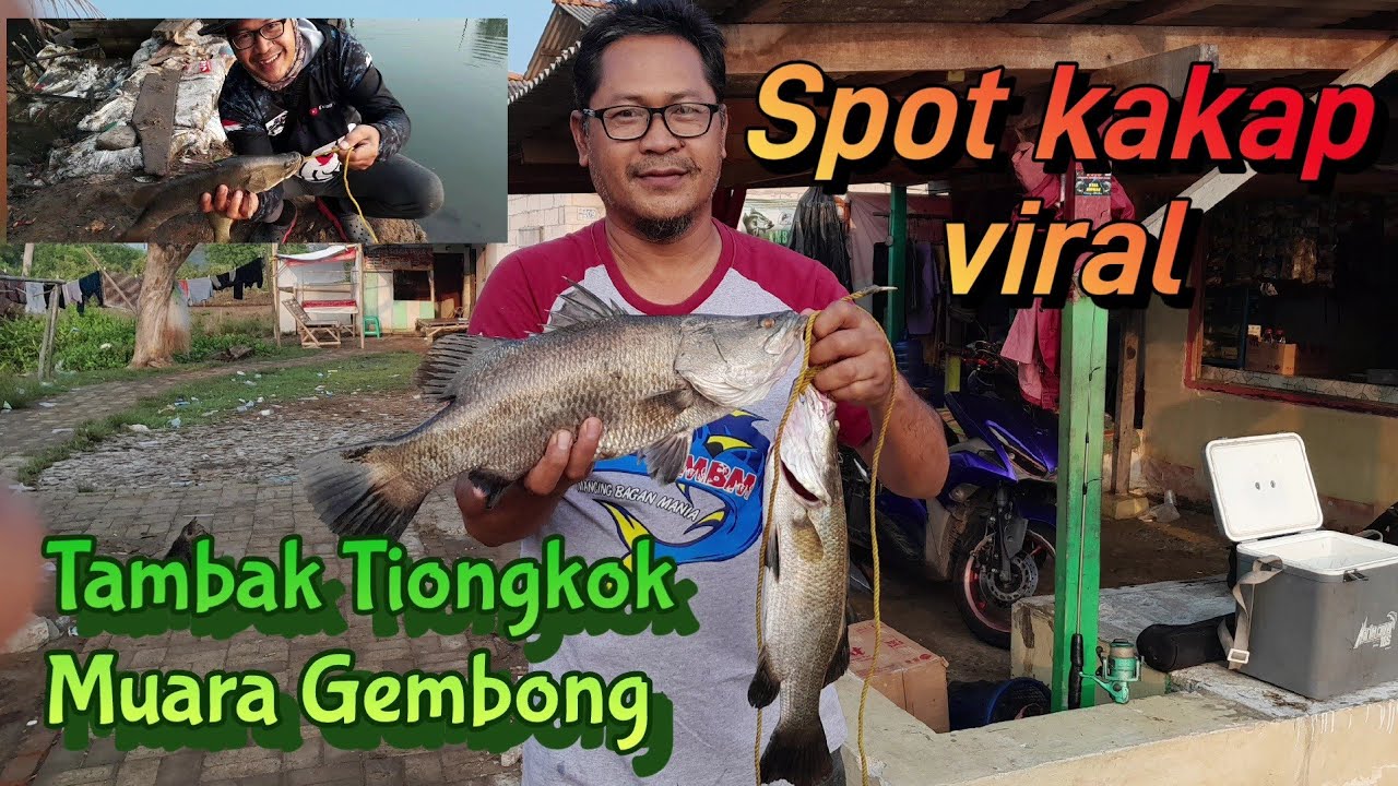 Spot kakap putih viral di Muara Gembong
