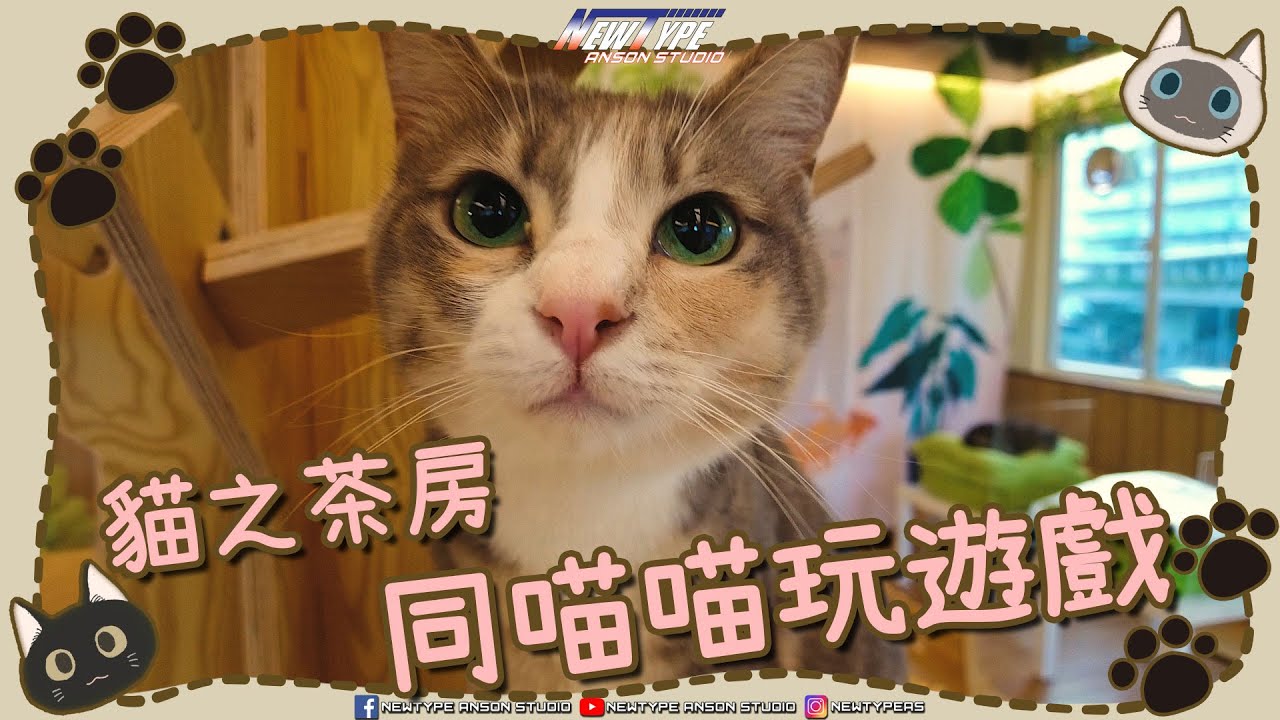 荃灣貓之茶房 Cats Tea Room ｜同貓貓玩遊戲｜大叔的愛拍攝場景
