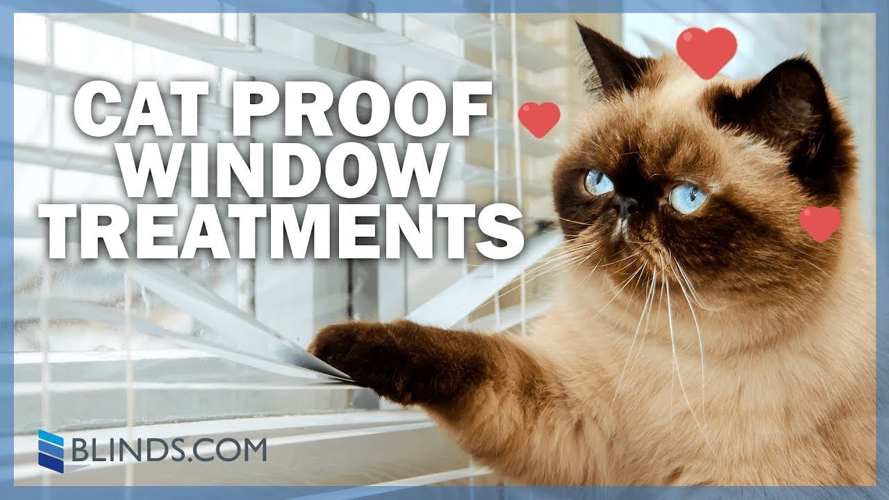 Top Picks For Cat-friendly Window Treatments | Blinds.com