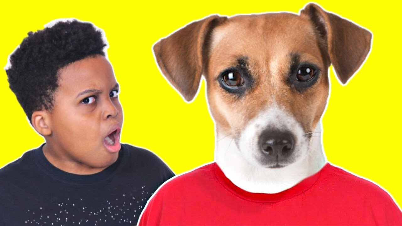 TRY NOT TO LAUGH Funny Dog Compilation - Onyx Family