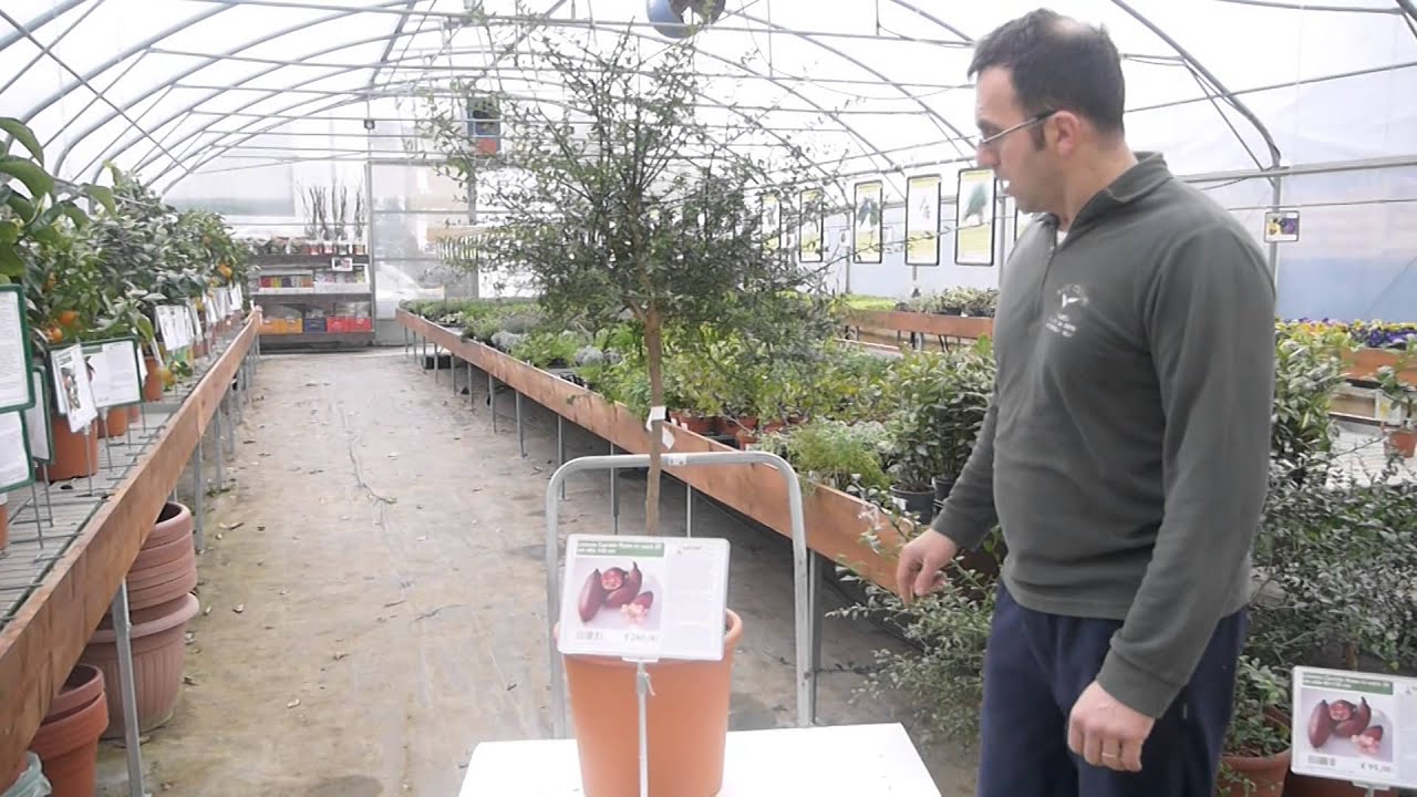 Pianta di Limone Caviale con innesto di 8 anni da &euro; 260