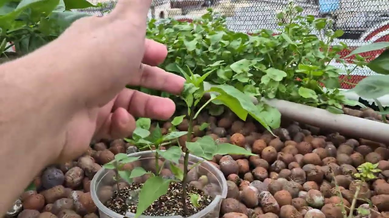 Atualização da #aquaponia - Crescimento das Pimentas e Cebolinha - 10/01/2024