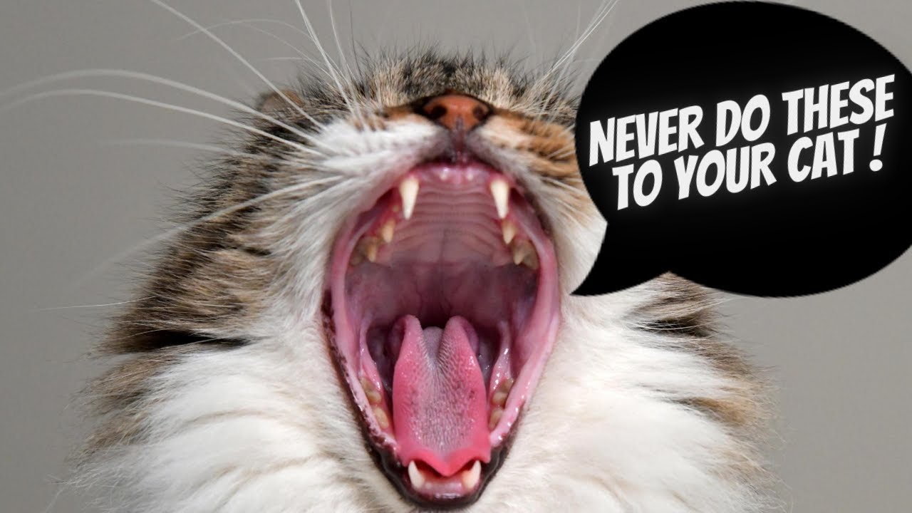 15 things you must never do to your cat