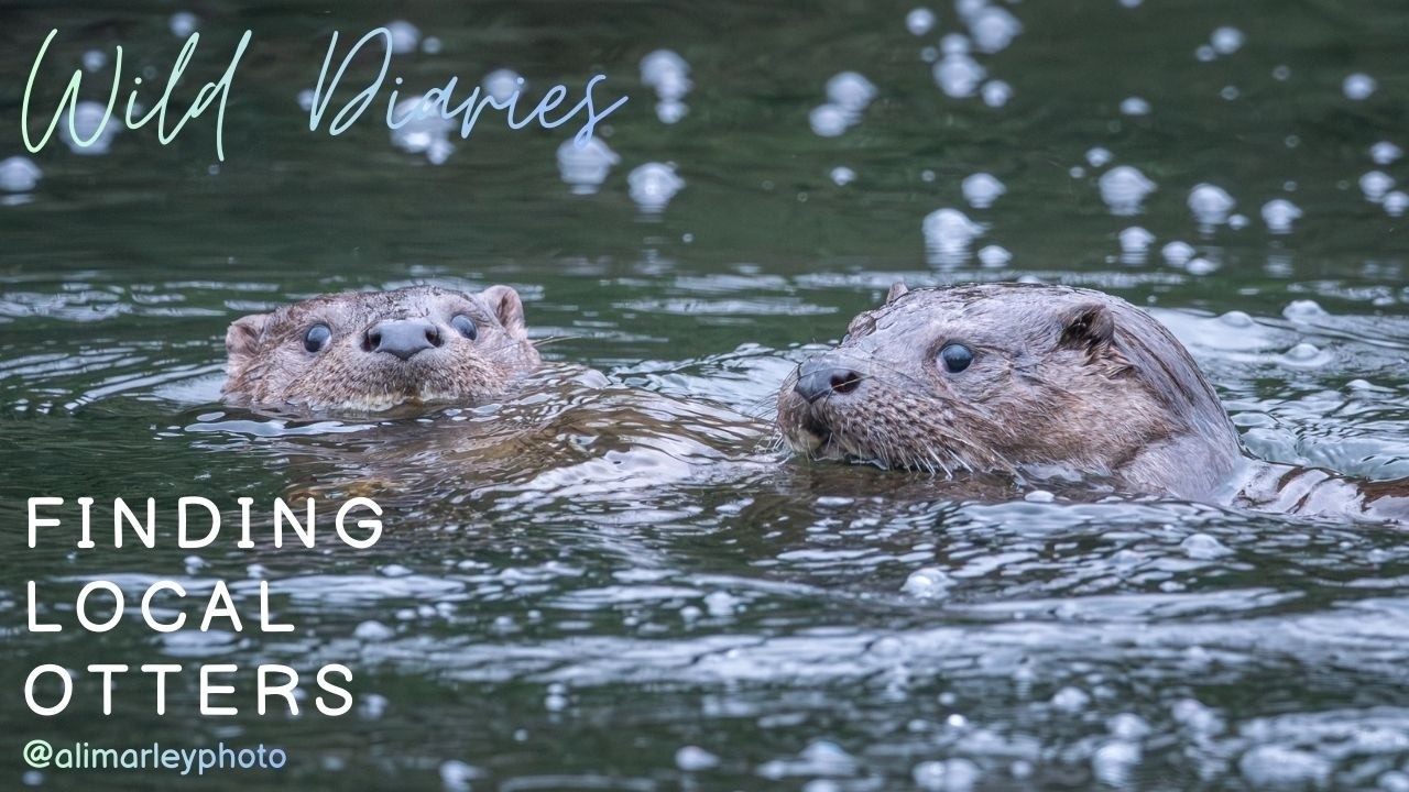 5 HOURS WITH WILD OTTERS! My first proper Otter Encounter in my local park! Incredible day!