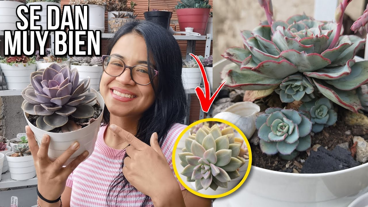 Suculentas ideales para empezar tu negocio 🌱 | Jardines by Angie