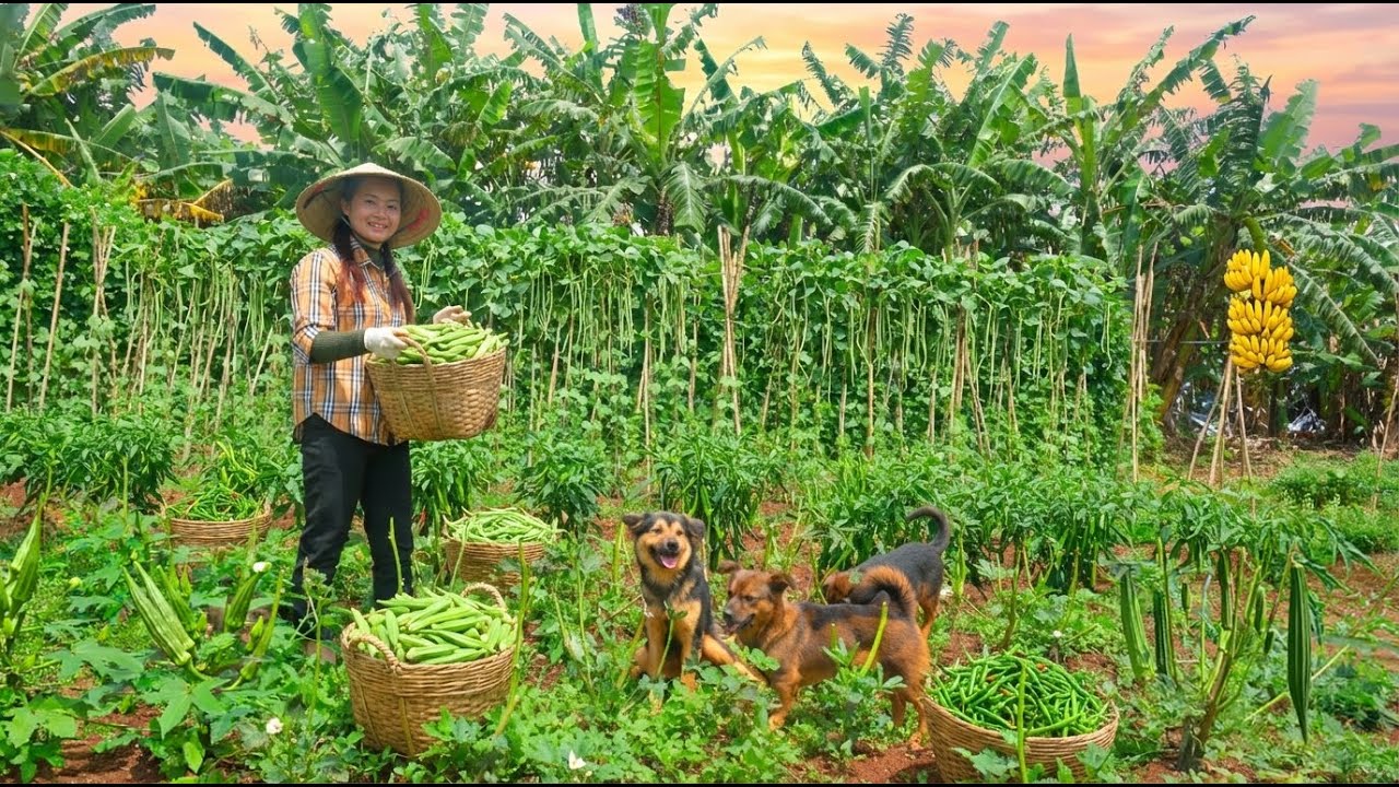 Harvest Yardlong Beans, Green Chili, Okra – Sell At The Market – Make Five-Vegetable Fried Rice