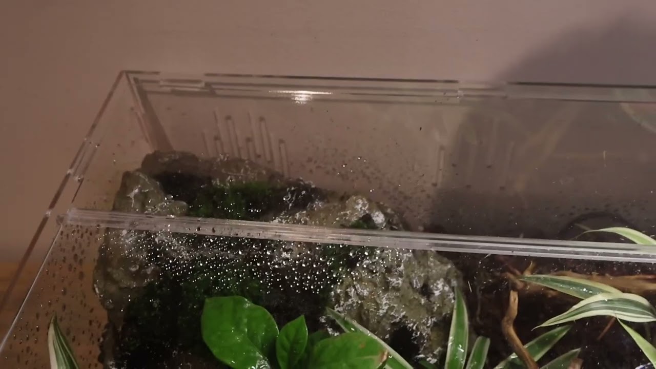 HOW TO CREATE A SNAIL TERRARIUM! 