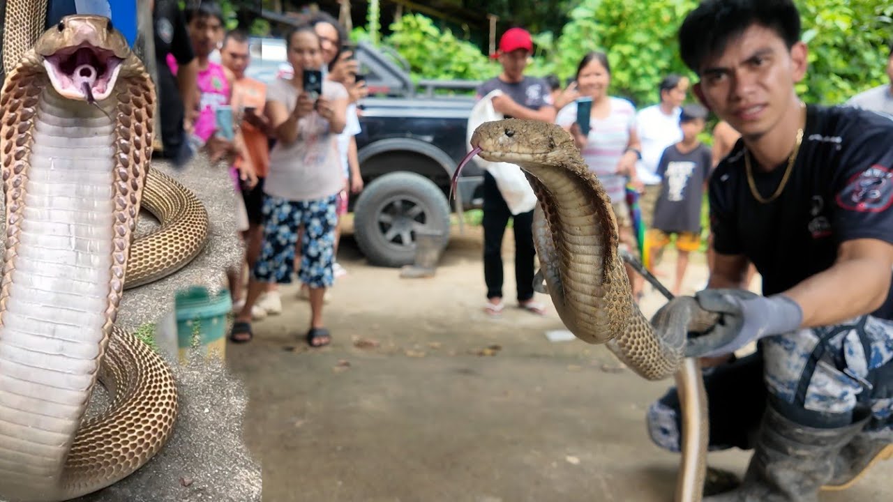 ANG MGA KILABOT NA COBRA SA MAJAYJAY LAGUNA