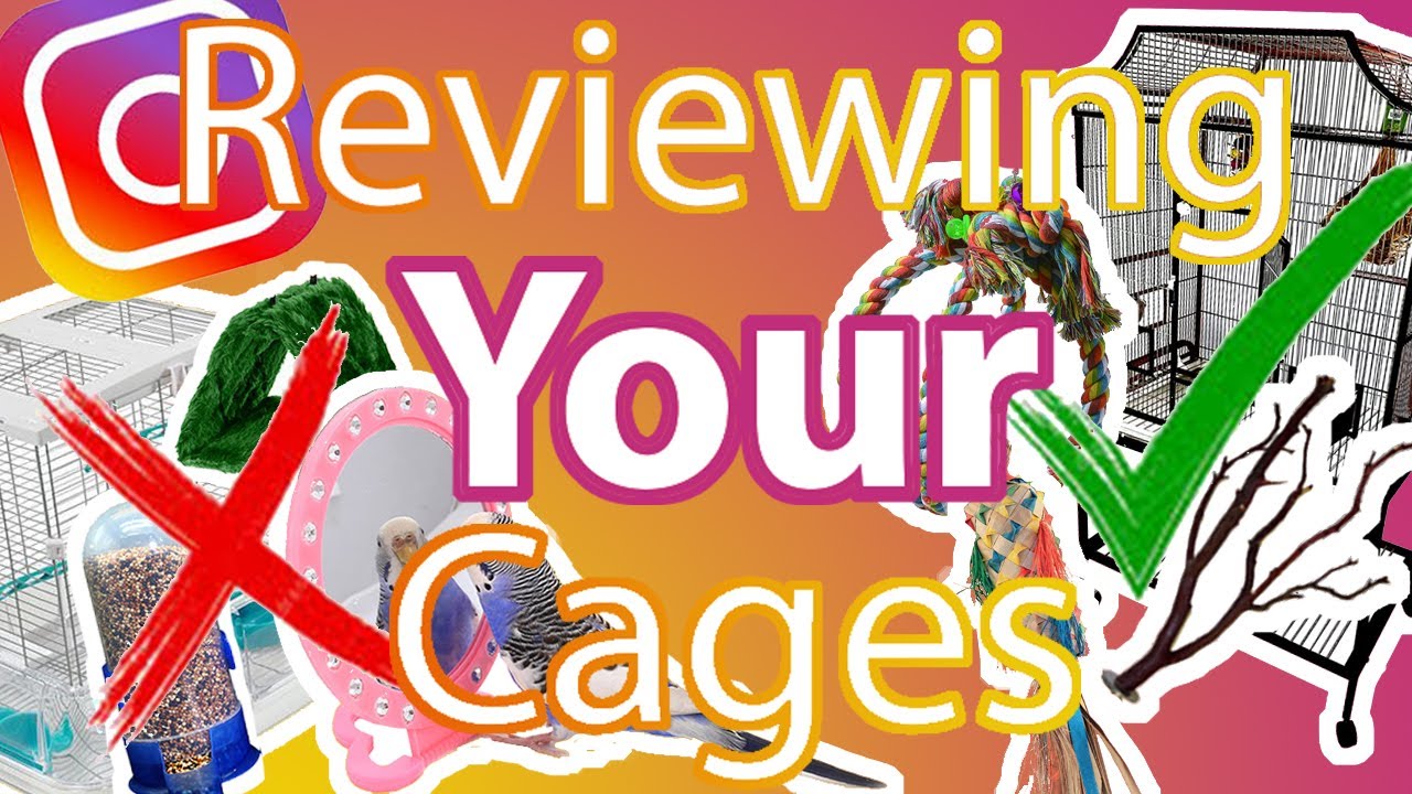 Reviewing Your Cages! Part 1 | Flock Talks