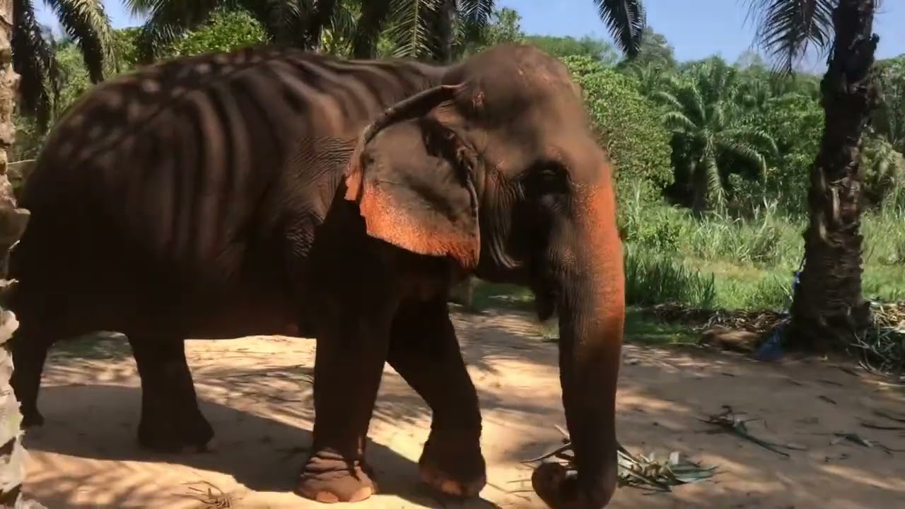 Krabi Elephant House Sanctuary in Thailand. Apr 2024