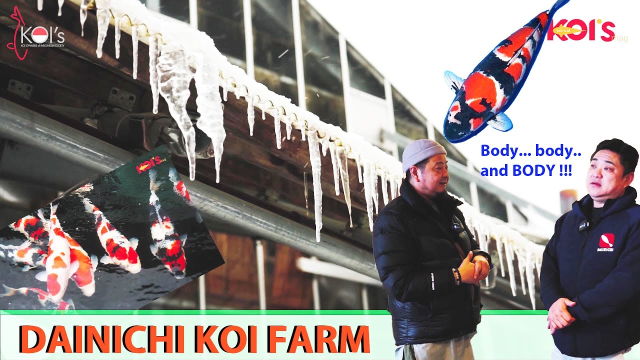 DAINICHI KOI FARM : | BODYNYA SUPER SEKALI