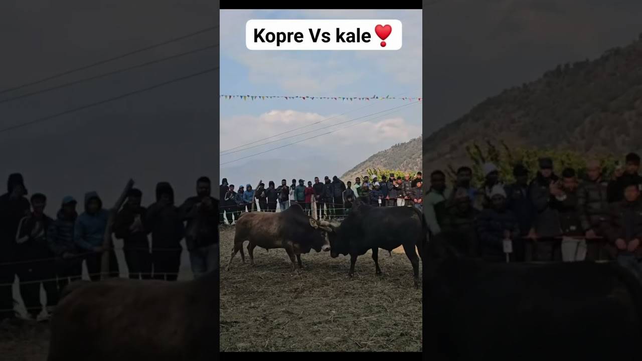 Bull fight | Nepal 🇳🇵 