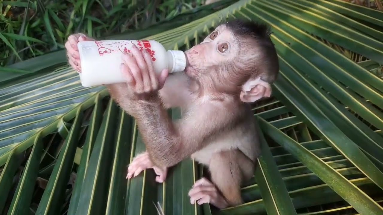 Anak monyet caca