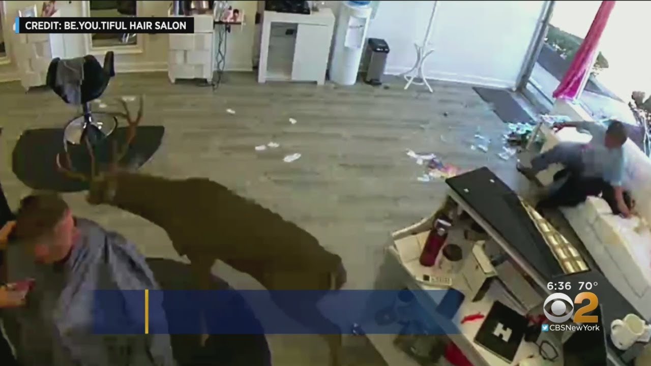 Deer Crashes Through Hair Salon