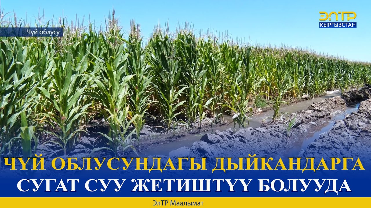 ЧҮЙ ОБЛУСУНДАГЫ ДЫЙКАНДАРГА СУГАТ СУУ ЖЕТИШТҮҮ БОЛУУДА