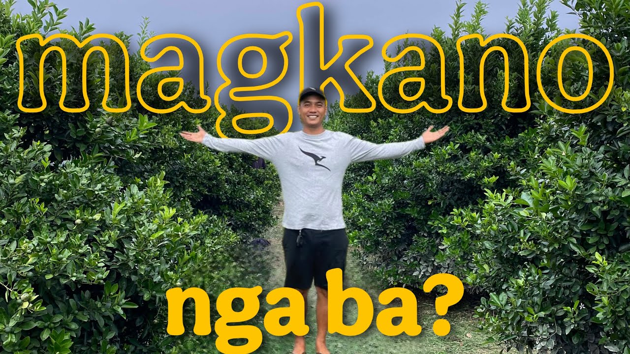 MAGKANO ANG PUHUNAN SA 2-HECTARE NA KALAMANSI FARM?