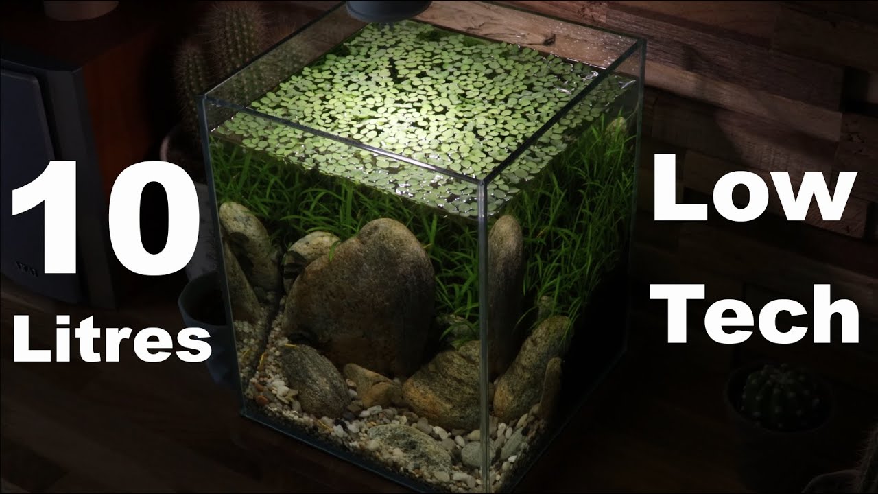 Aquarium 10L low tech