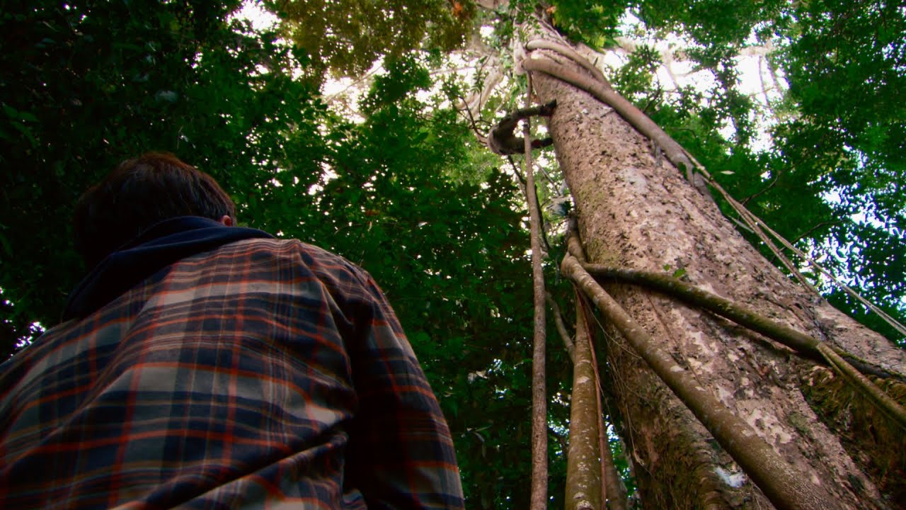 Tree Climbing with Jumar Technique