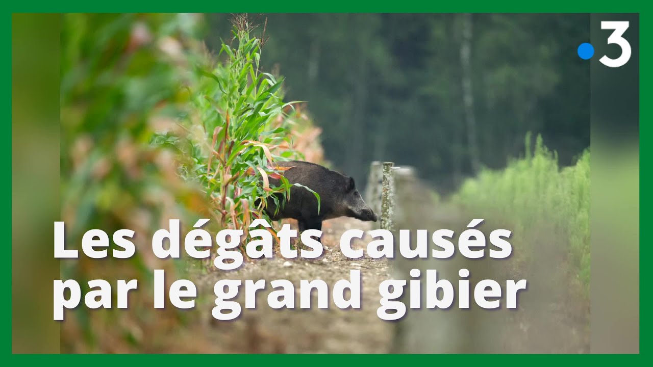 Agriculture : les dégâts causés par le grand gibier