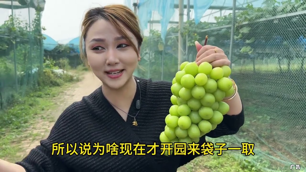 新店开业 阳光玫瑰开园啦，自然果，不打任何东西，而且皮薄肉多，汁水多，另外真是精品！过节可以带着孩子过来采摘啦#阳光玫瑰葡萄 #阳光玫瑰开园啦 #采摘采摘啦 #国庆假期被安排明白了