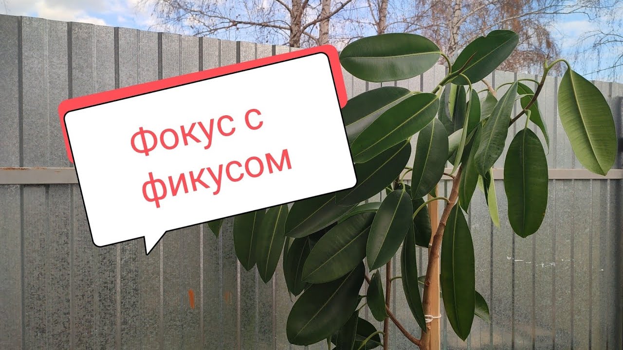 Пересадка фикуса. Важные детали и мои секреты