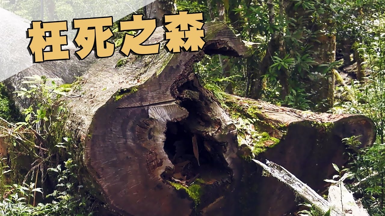 【盜伐】深山森林中的謀殺｜枉死之森 (我們的島 第972集 2018-09-17)