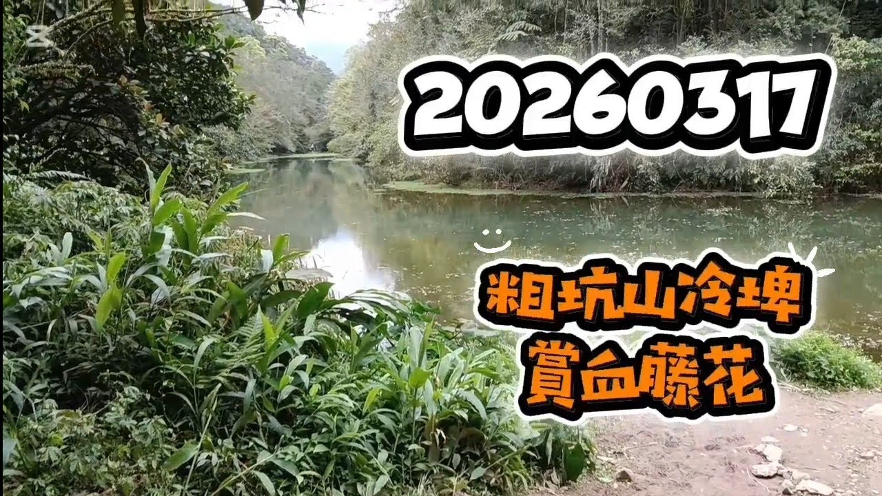 20260317粗坑山冷埤賞血藤花