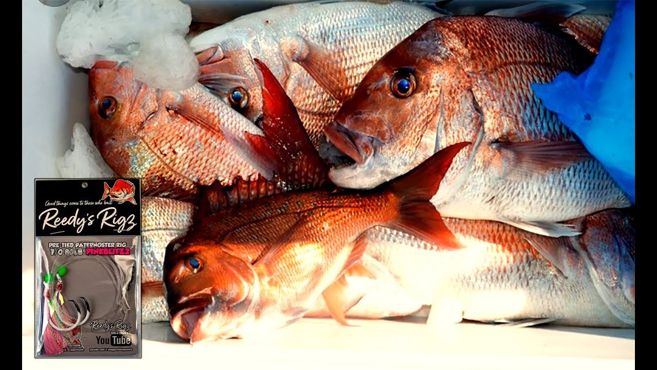 Pre Tied Snapper Fishing Rigs Info Best Rig Ultra Rig Flasher rig