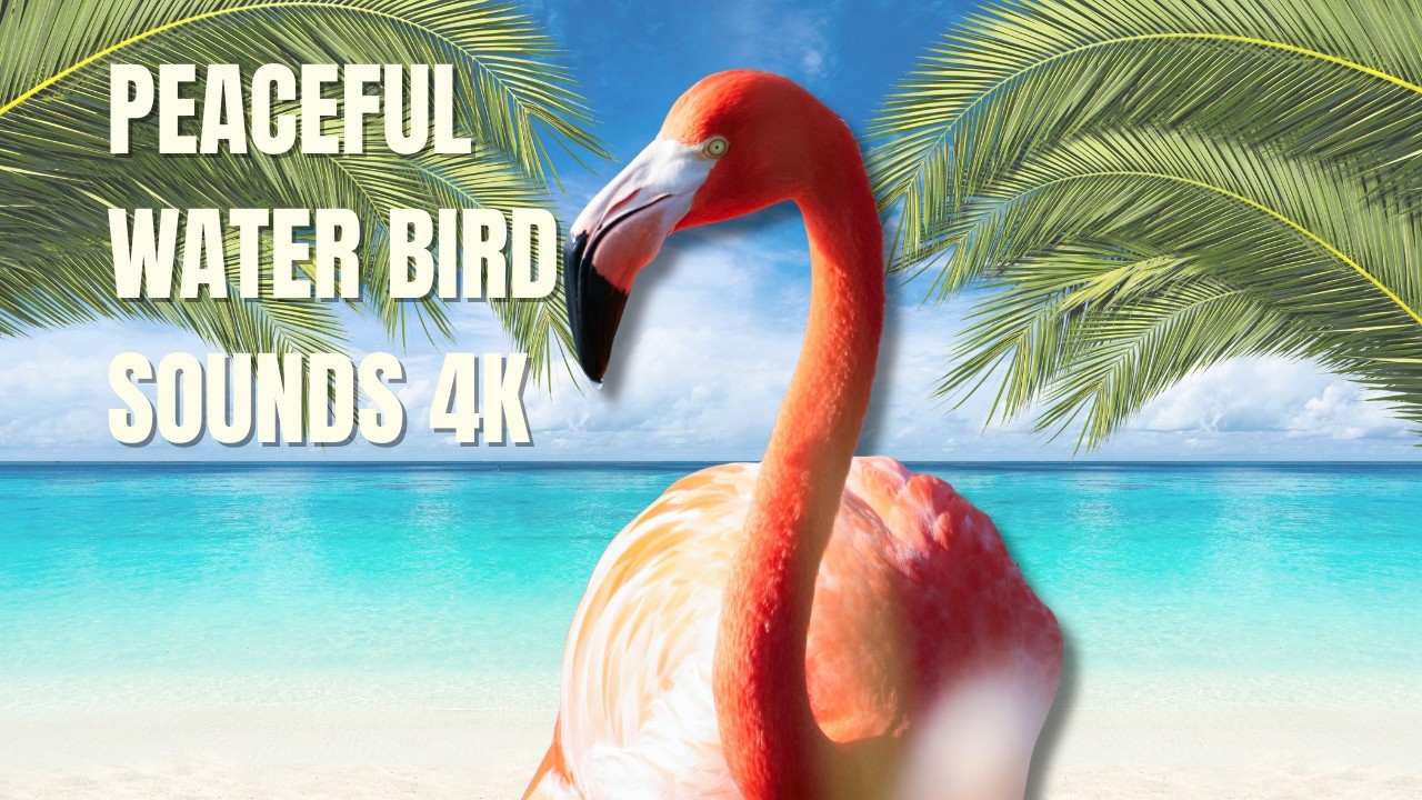 Peaceful Water Bird Sounds 4K | Relaxing Nature Ambience