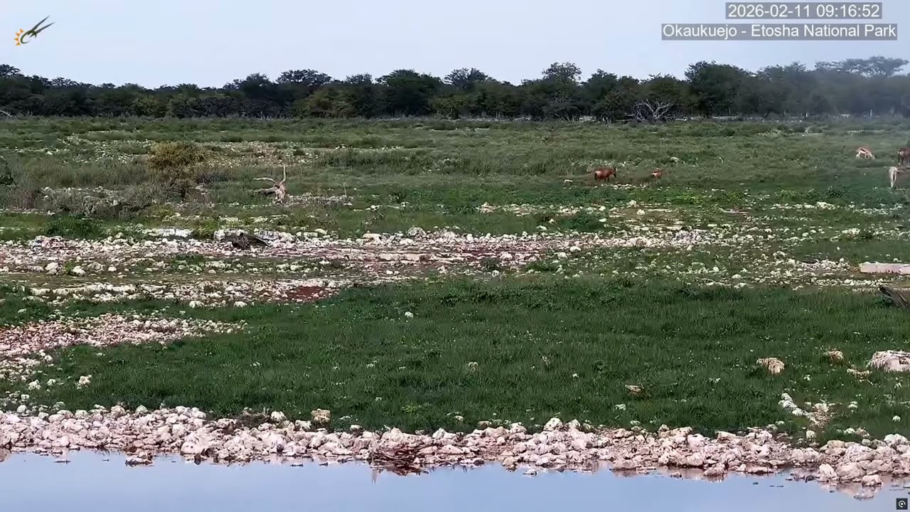 A red hartebeest family. Okaukuejo, Namibia.