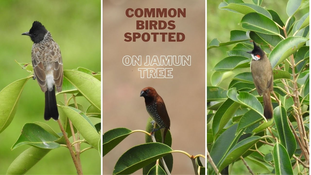 15 Species of Birds Spotted on Jamun Tree