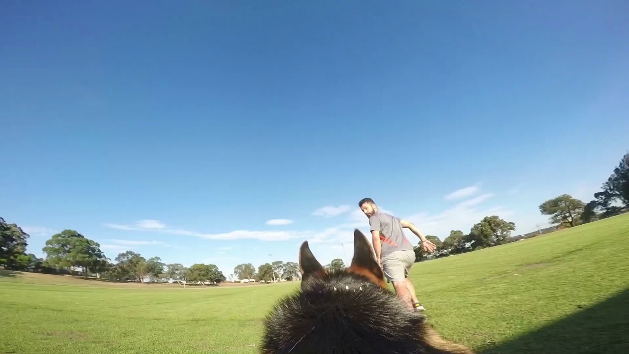 GoPro Fetch Dog Harness ( German Shepherd) - Epic GoPro