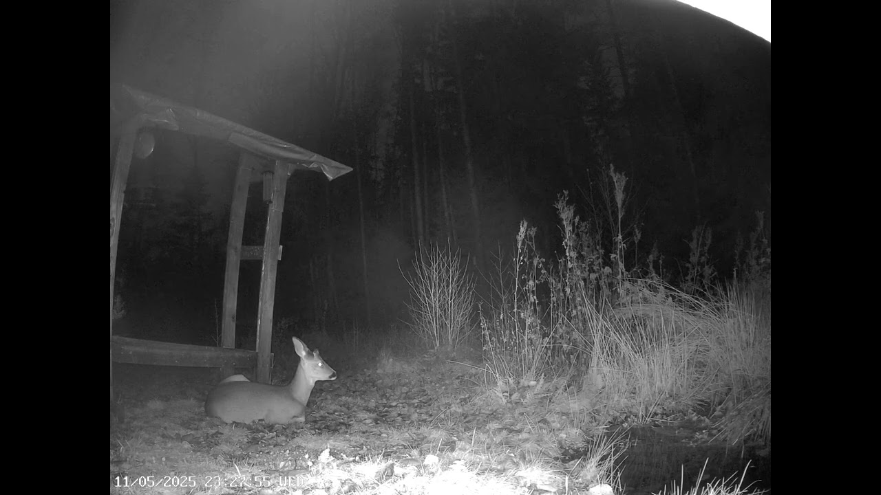 Roe deer relaxing at the deerfeeder