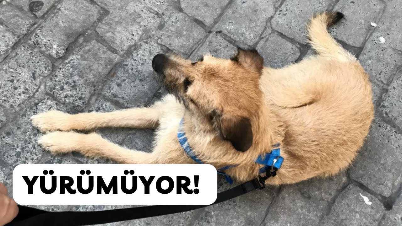 Köpek Neden Yürümüyor | Soru 25 | Kütle ile Yürüyüş Yönetimi Nedir? #köpek #köpekler