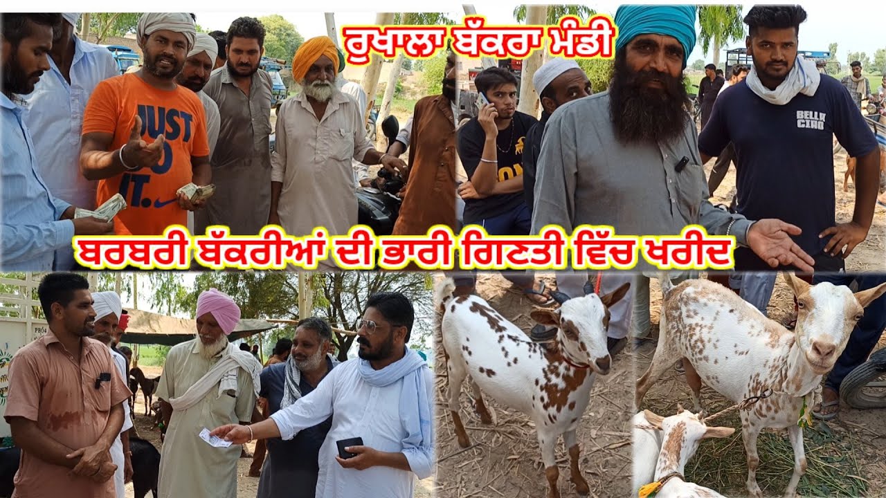 ਰੁਖਾਲਾ ਬੱਕਰਾ ਮੰਡੀ ਵਿੱਚ ਐਤਕੀ ਬਰਬਰੀ ਬੱਕਰੀਆਂ ਦੇ ਬਹੁਤ ਭਾਰੀ ਗਿਣਤੀ ਵਿੱਚ ਹੋਏ#bakramandi#barbarigoat#bital#