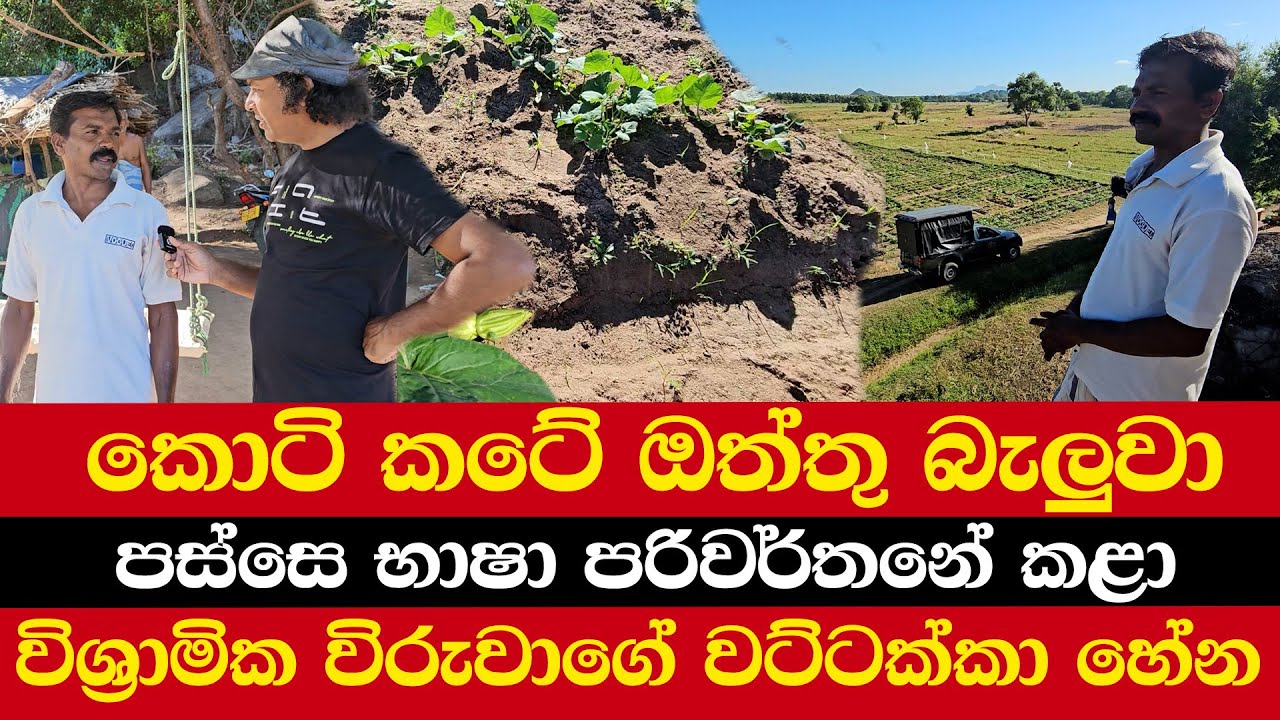 කොටි කටේ ඔත්තු බලලා | පස්සෙ භාෂා පරිවර්තනේ කළා | විශ්‍රාමික විරුවාගේ වට්ටක්කා හේන