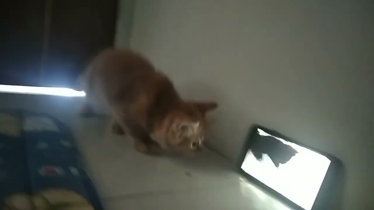 kucing lihat youtube ...ipluk ipluk lulu oyen