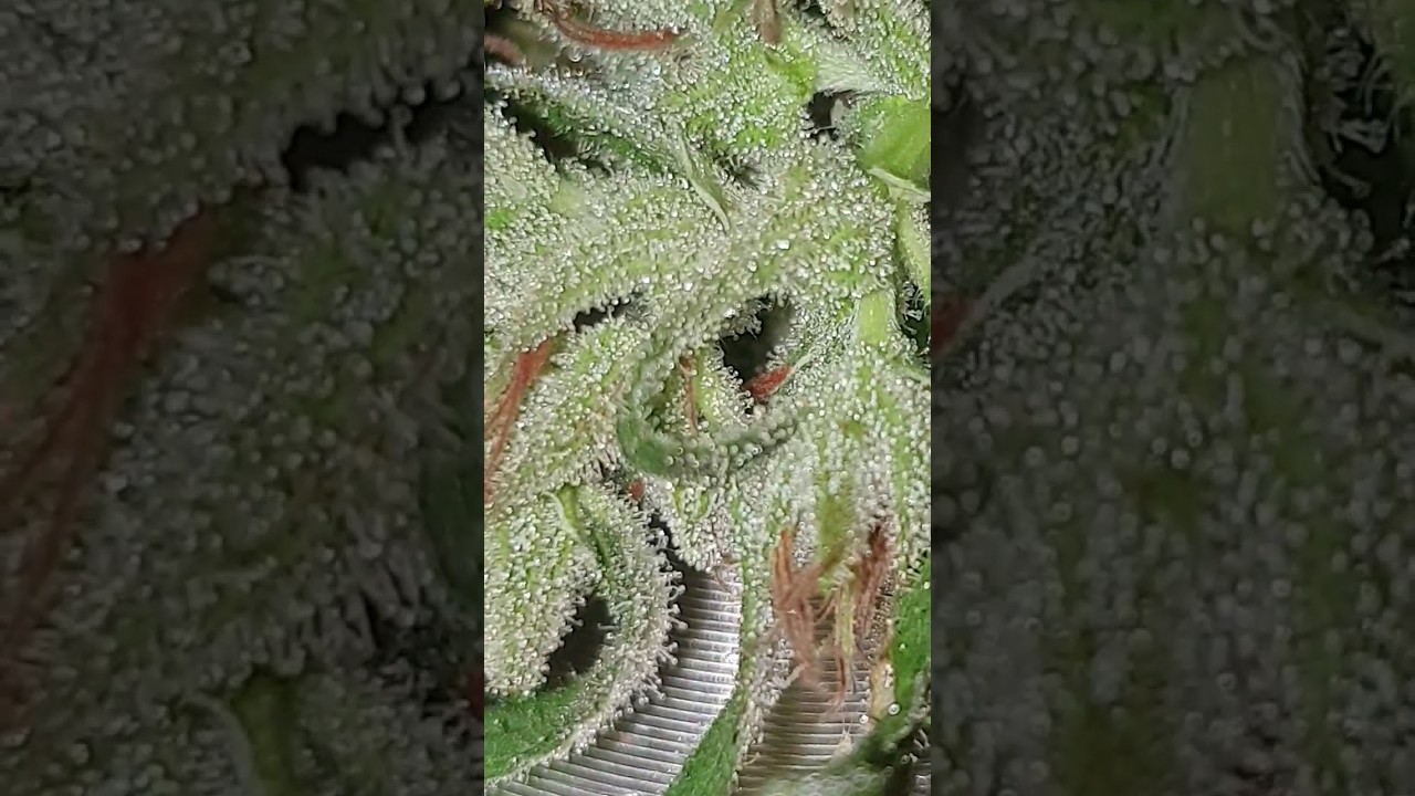 Super Trichome Quality close up Cannabis