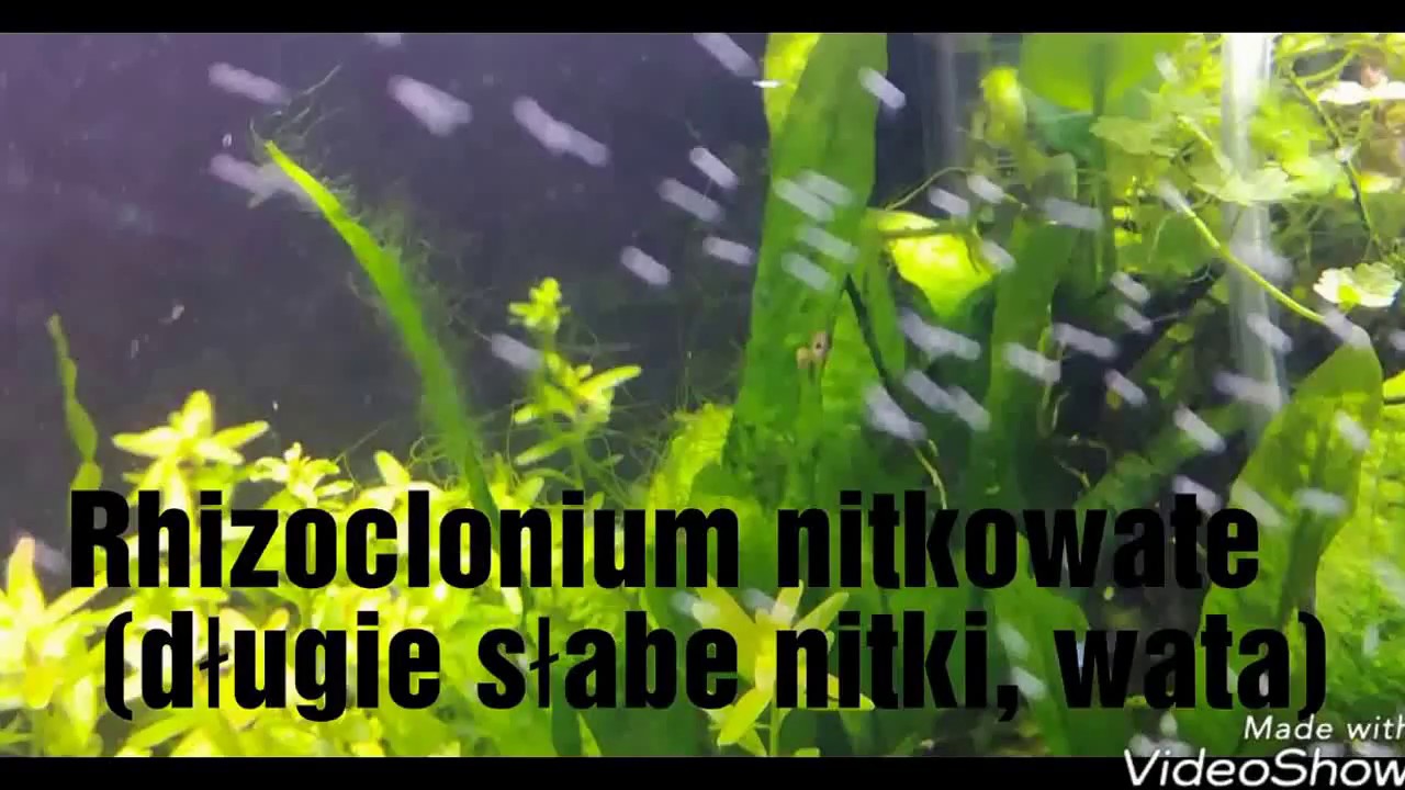 Rhizoclonium nitkowate (długie słabe nitki)