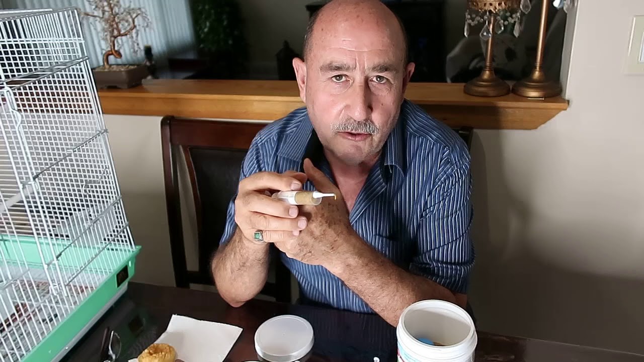 طعام افراخ البلابل