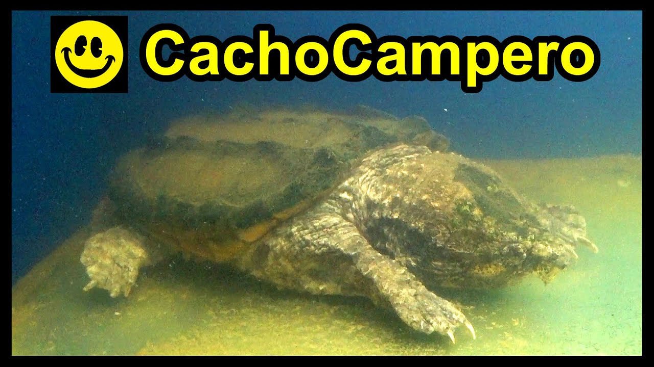 11 ESPECIES DE TORTUGAS, cómo identificarlas, cómo clasificar tortugas y cómo tenerlas legales