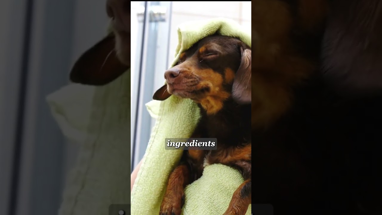Support Your Pet's Health Naturally with Healthy Roots Hemp