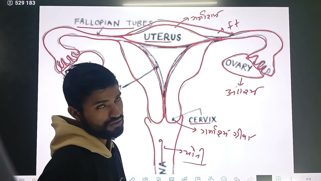 मादा जनन अंग बनना सीखे 2 मिनट में l बोर्ड एग्जाम में 5 अंक पक्का करे #जनन अंग कैसे बनाएं class 10th 