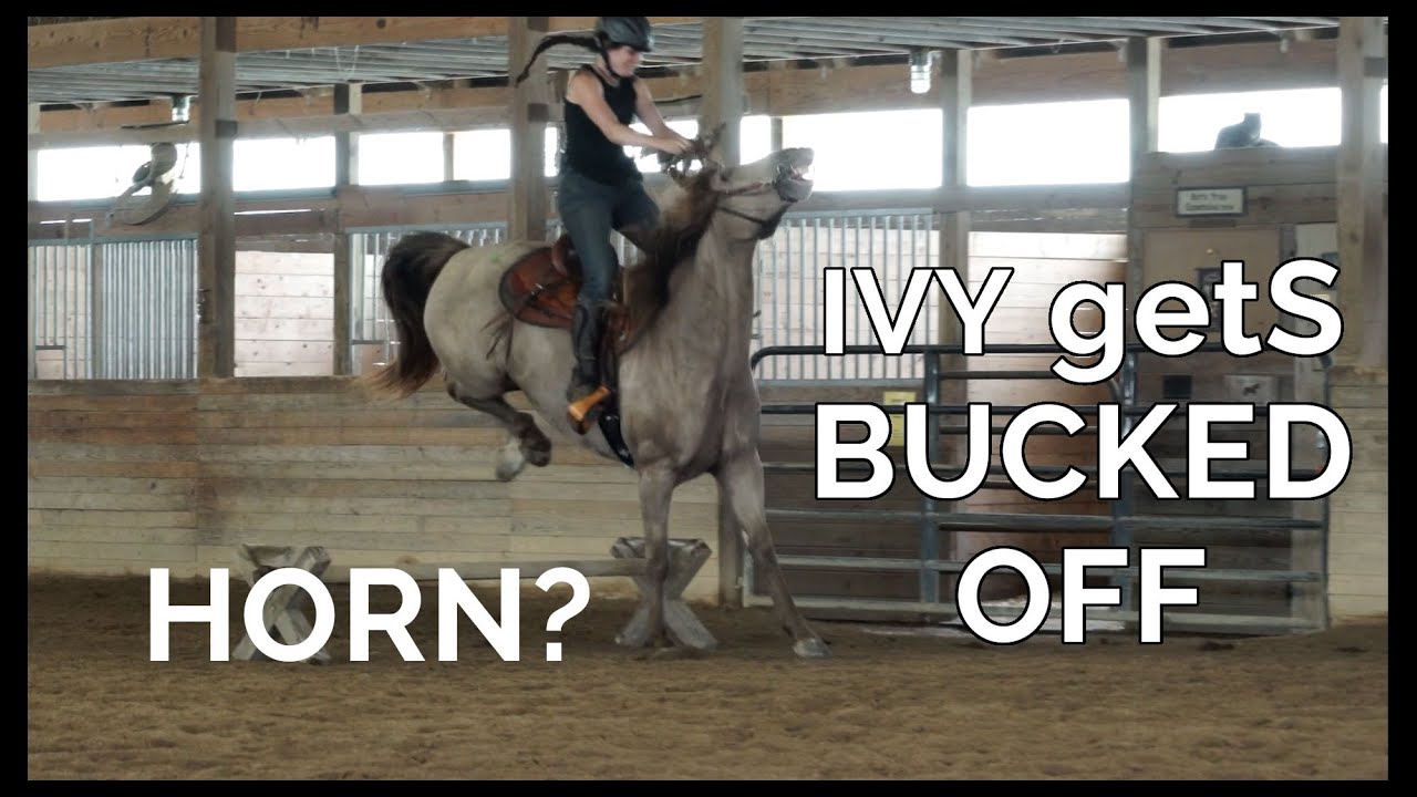 Why you shouldn't have a HORN on the saddle (AKA Ivy gets bucked off)