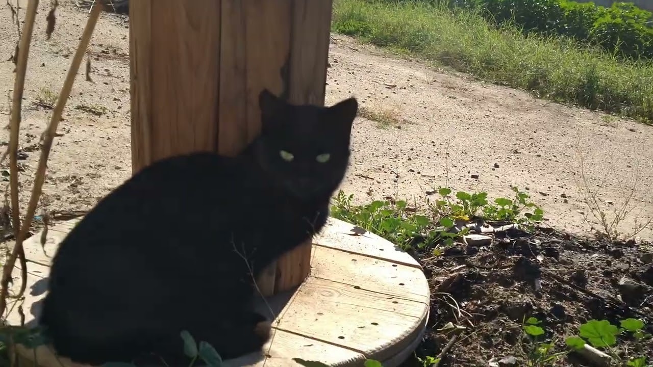 CAT UPDATE November 29, 2025