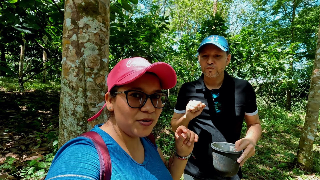 Así se PRODUCE el CAUCHO NATURAL en Colombia (Sale de este árbol 😱)