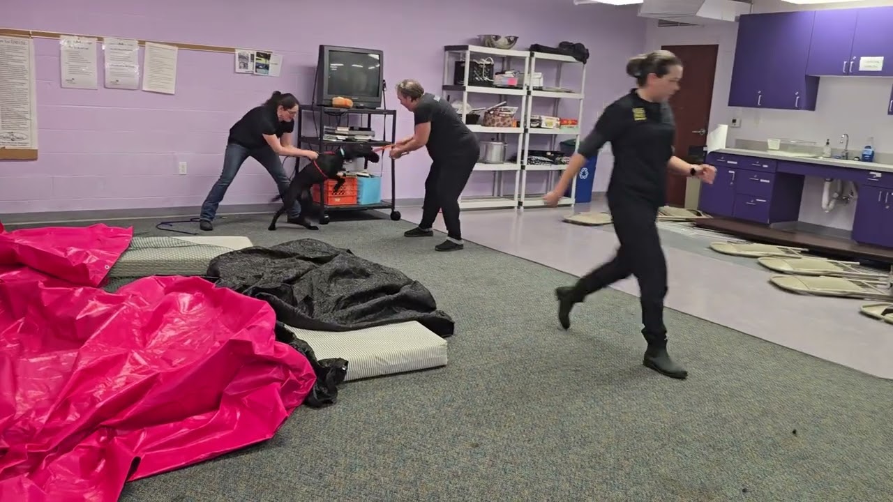 Bunker Bark Alert with an AWESOME mock victim!!!!